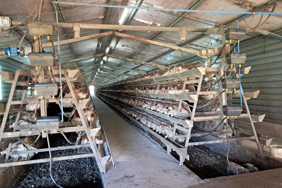 Industrial poultry farming facility featuring multi-tier battery cage systems with integrated automated feeding and watering infrastructure within a large metal-clad shed.