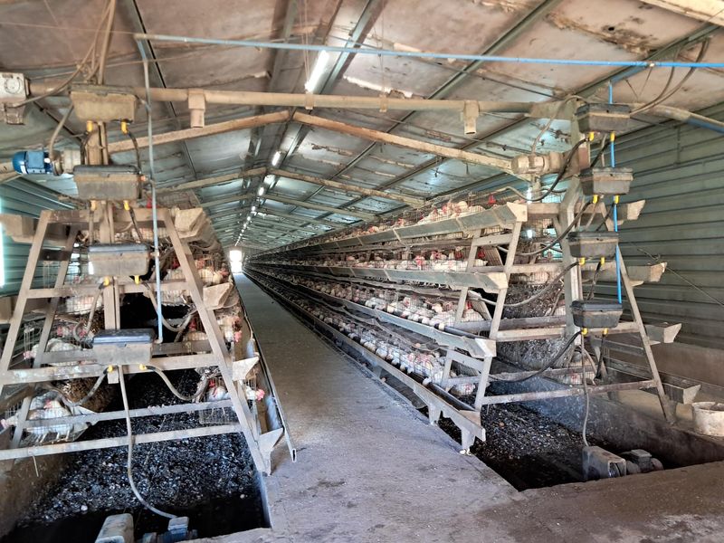 Industrial poultry farming facility featuring multi-tier battery cage systems with integrated automated feeding and watering infrastructure within a large metal-clad shed.