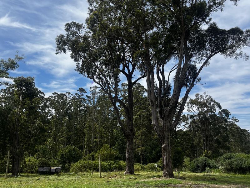 A spacious, open garden area on the farm featuring mature trees and natural landscape, offering potential for further development or agricultural use.