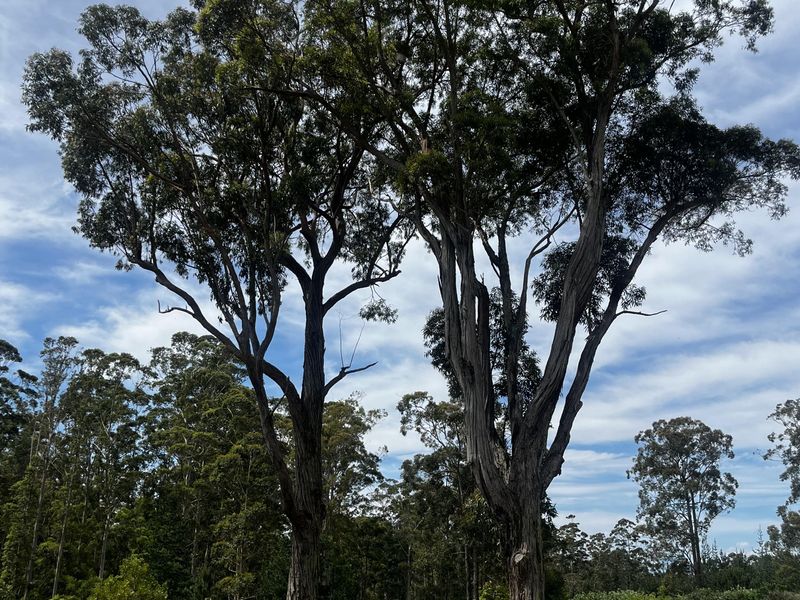 A scenic view of the farm property featuring large mature trees and open green space.