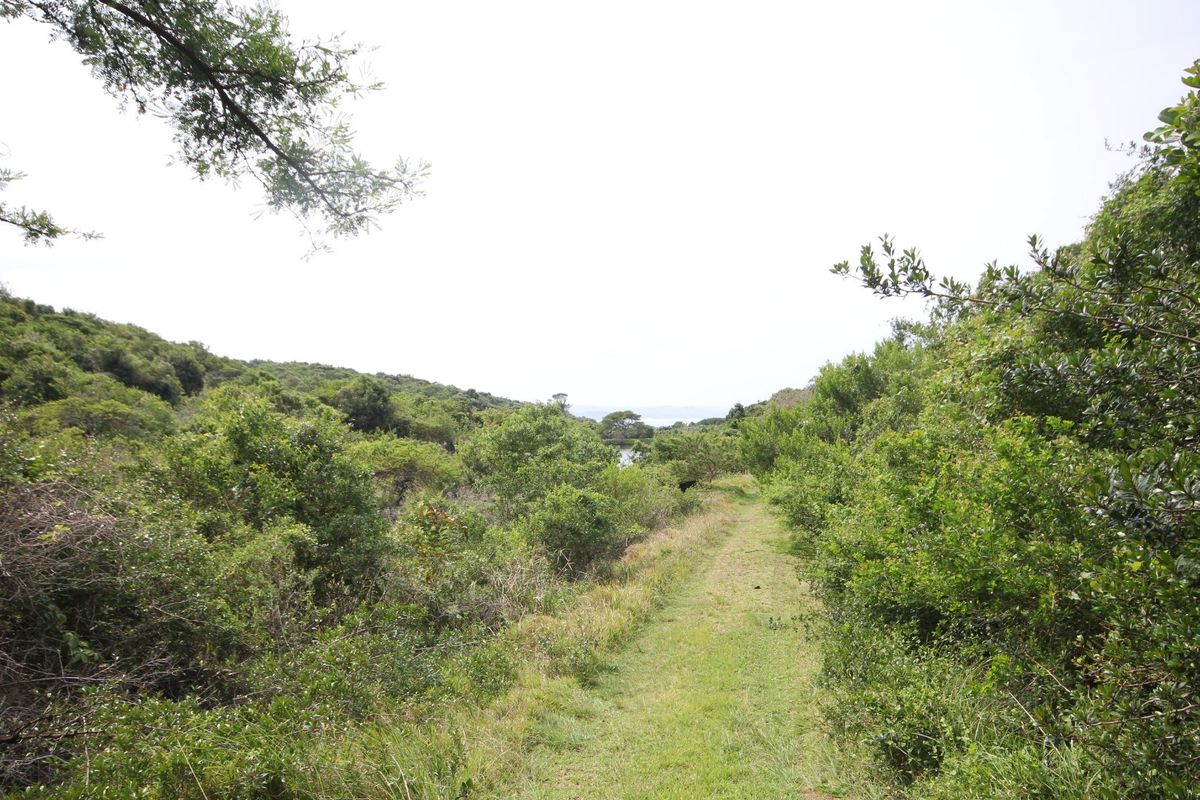 A scenic view of the natural landscape and vegetation on the vacant residential property.