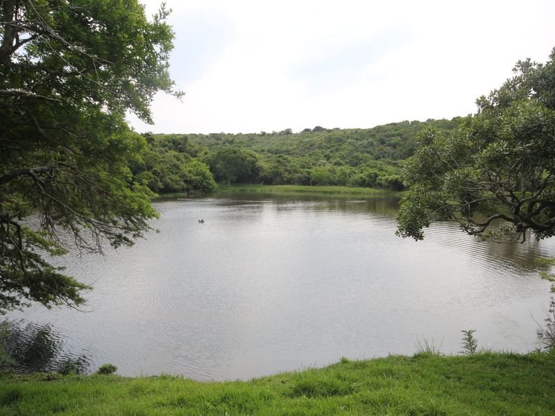 A scenic view of a natural pond surrounded by lush greenery and mature trees on the residential property.