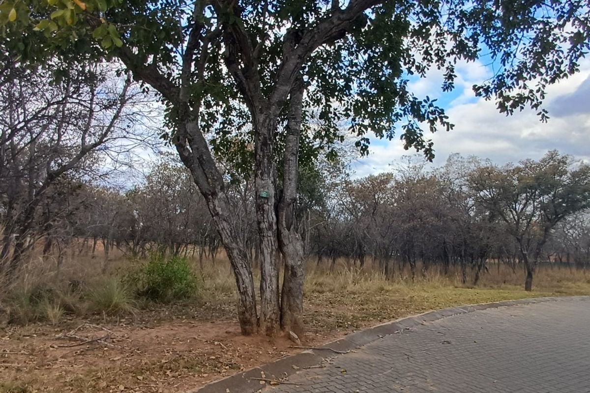 A view of a vacant residential plot featuring mature trees and a paved street verge, showcasing the natural landscape of the property.