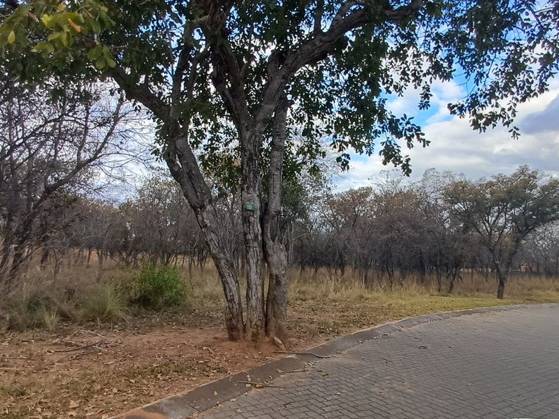 A view of a vacant residential plot featuring mature trees and a paved street verge, showcasing the natural landscape of the property.