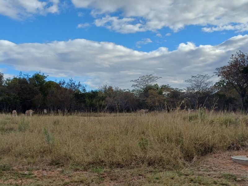 A view of a vacant residential plot featuring natural grassland and mature trees under a blue sky.