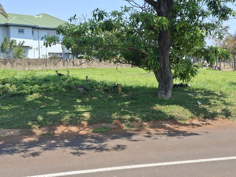 A vacant residential plot featuring a mature tree and boundary wall, viewed from the adjacent street.