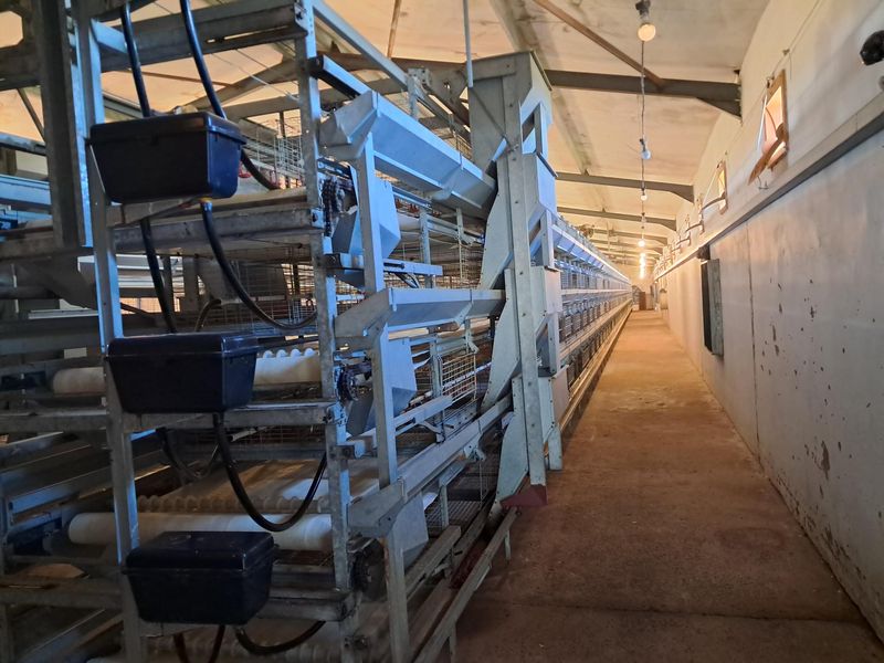 An industrial-scale poultry housing facility featuring extensive battery cage systems, automated feeding infrastructure, and concrete flooring within a functional agricultural structure.