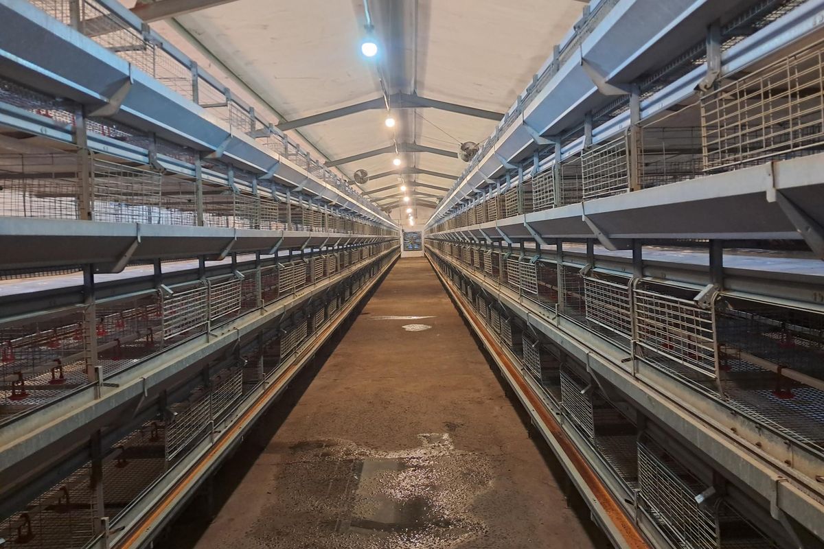 Industrial poultry farming facility featuring rows of metal battery cages, concrete flooring, and overhead lighting within a gabled structure.