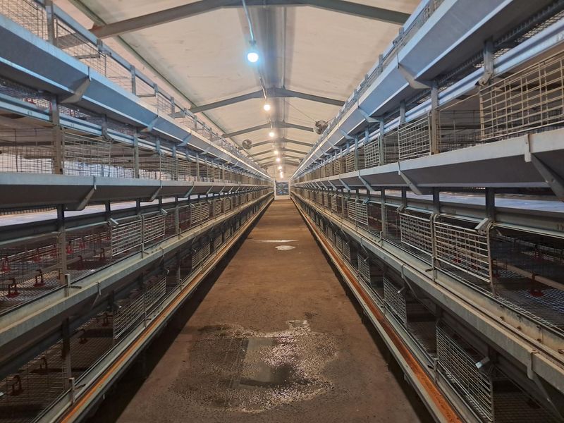 Industrial poultry farming facility featuring rows of metal battery cages, concrete flooring, and overhead lighting within a gabled structure.