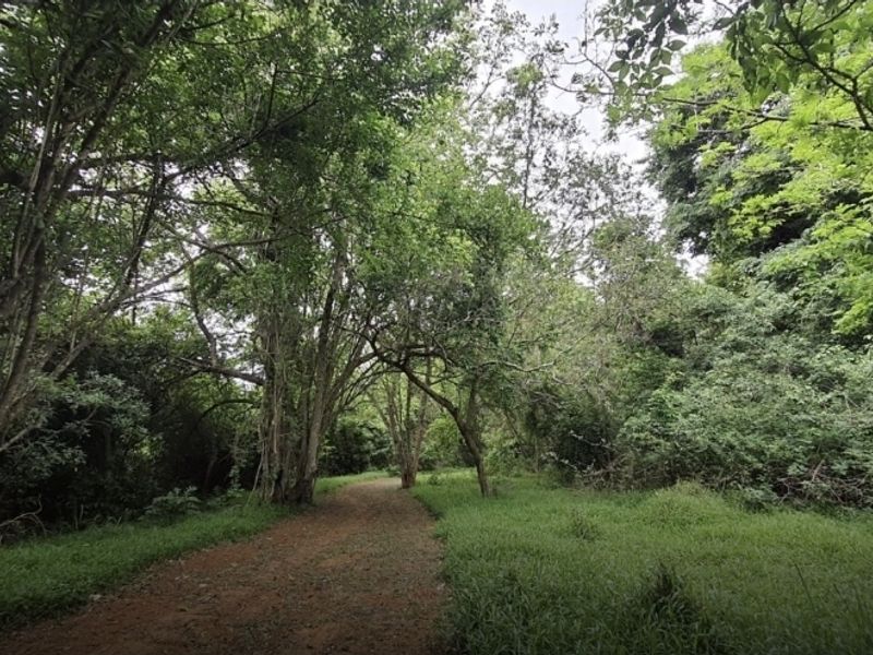 A natural, wooded garden area featuring mature trees and a dirt pathway, offering a serene and private outdoor setting.