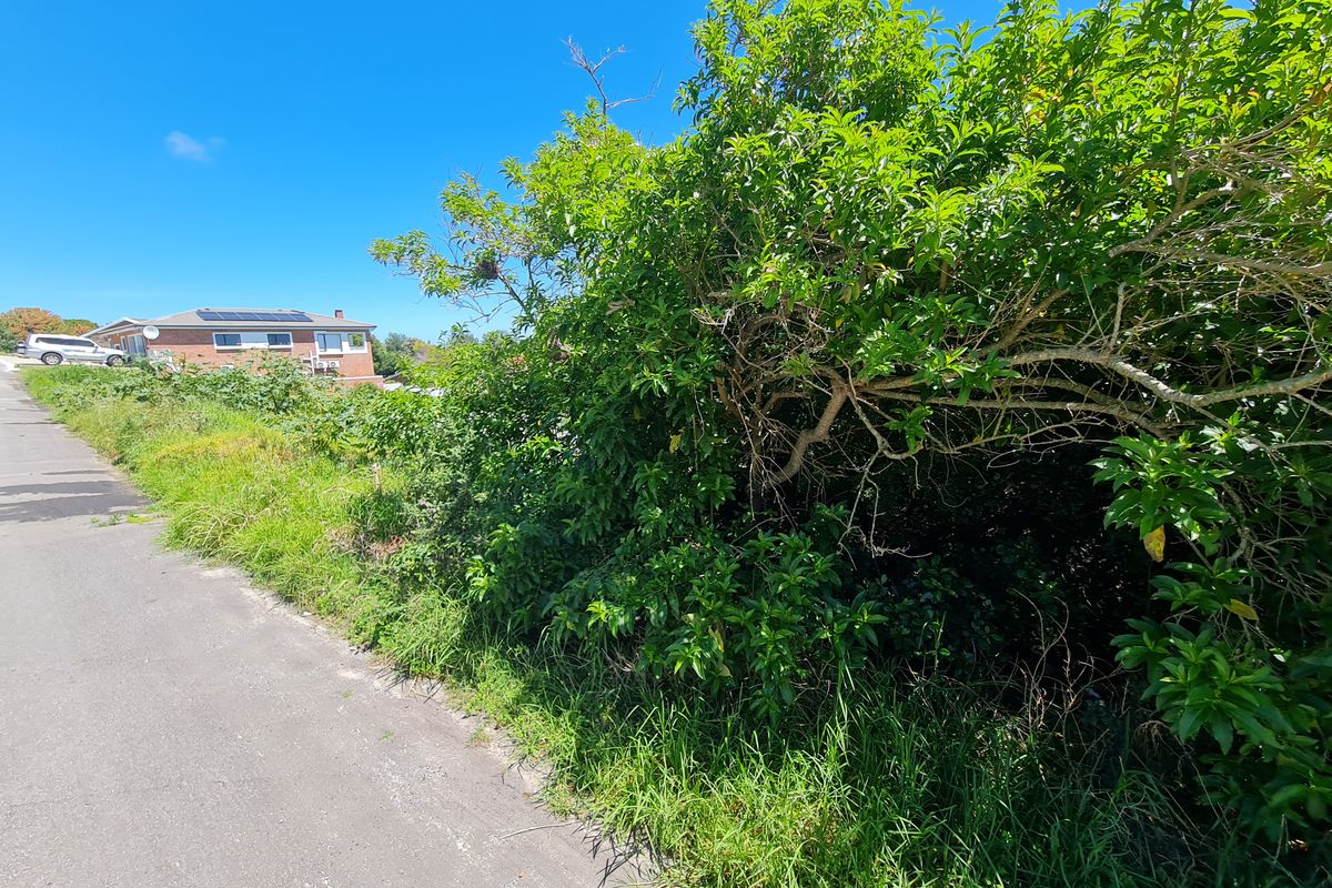 Street view of the vacant residential land featuring overgrown vegetation and direct access to the paved road.