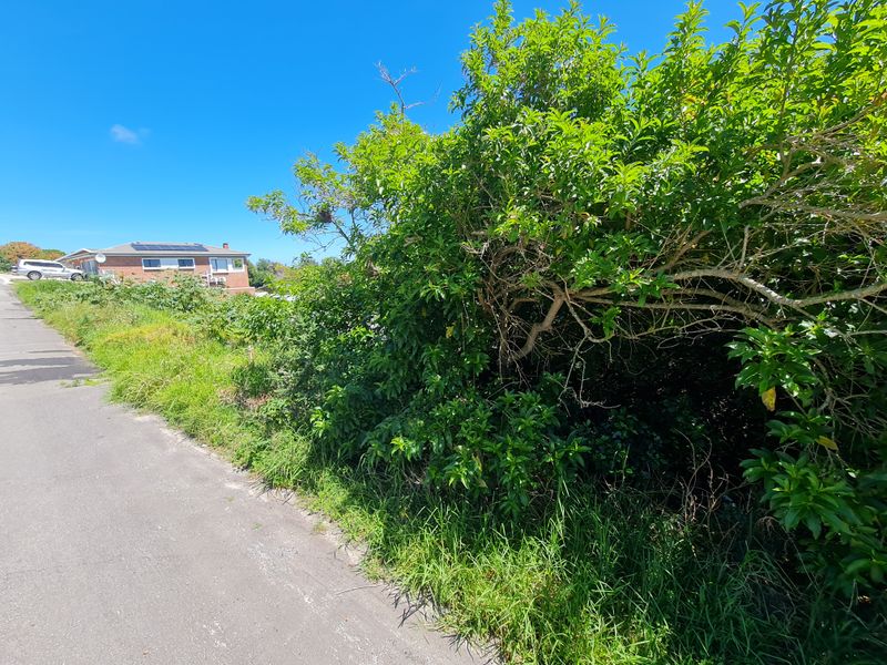 Street view of the vacant residential land featuring overgrown vegetation and direct access to the paved road.