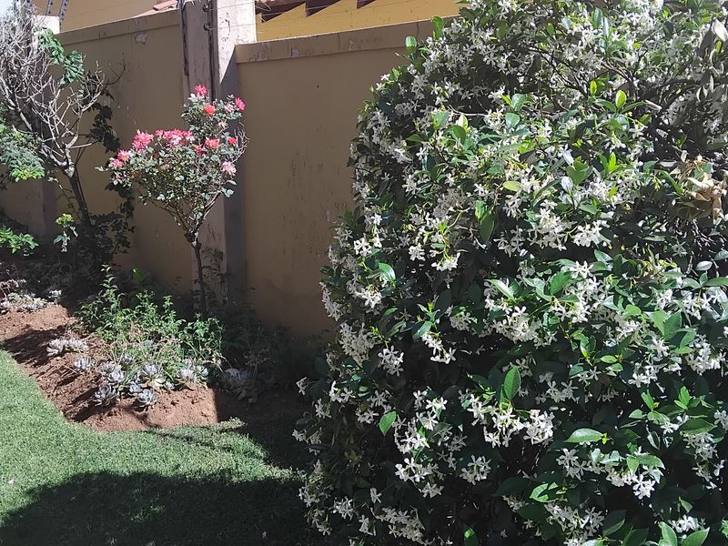 A well-maintained garden area featuring a manicured lawn, established flowering shrubs, and a solid perimeter boundary wall.