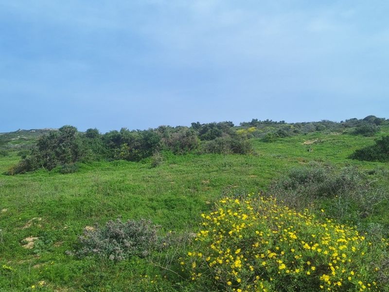 A view of the vacant residential land featuring natural coastal vegetation and indigenous shrubs across the landscape.
