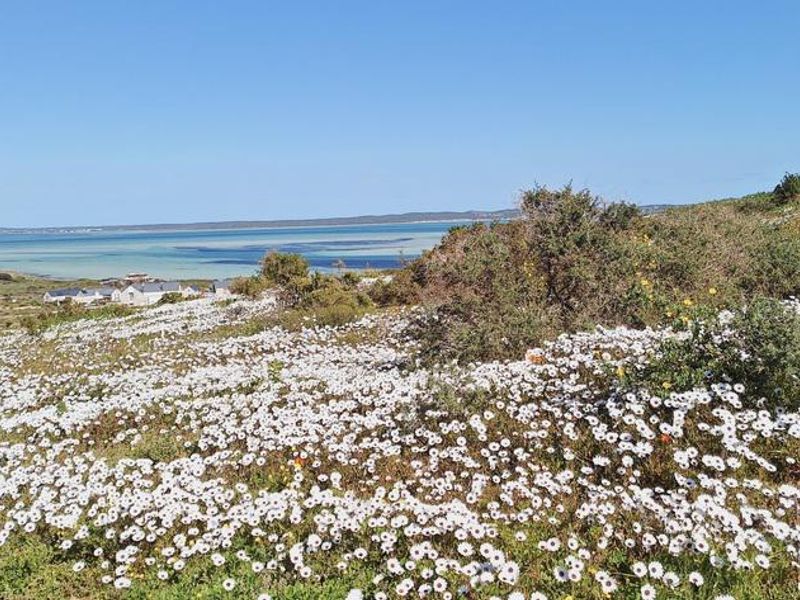 A scenic view of the coastal landscape featuring natural wildflowers and distant water views, showcasing the property's natural surroundings.