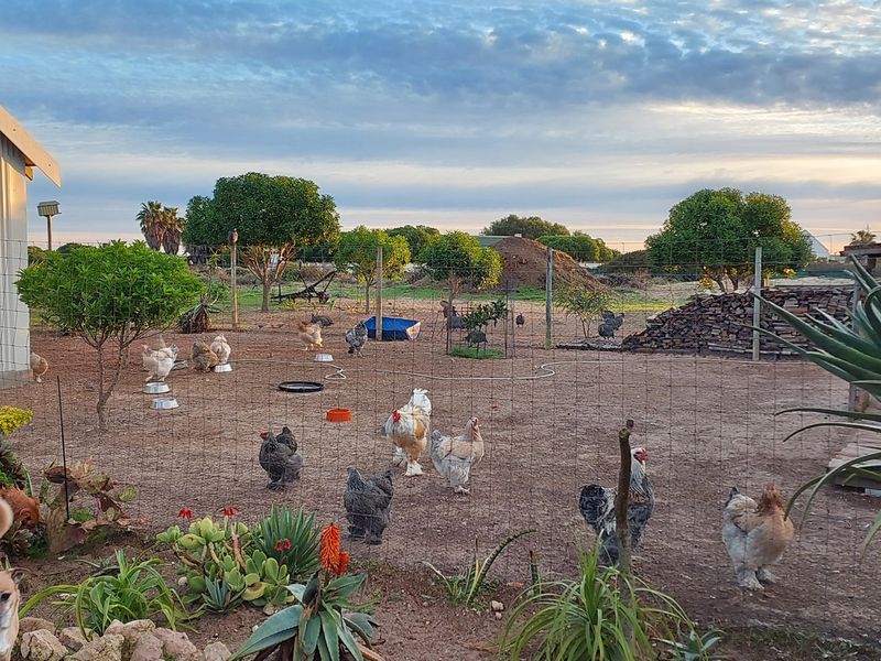 Farmhouse for Sale in Long Acres, Langebaan - Photo 10