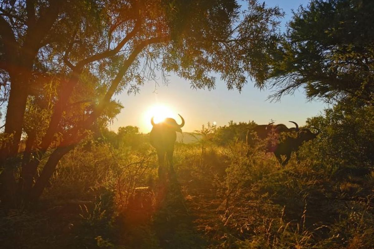 Exceptional scenery full title serviced stands on Game Farm!! - Photo 5