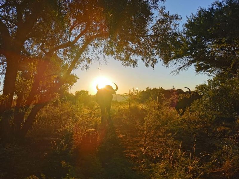 Exceptional scenery full title serviced stands on Game Farm!! - Photo 5