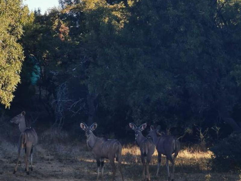 Exceptional scenery full title serviced stands on Game Farm!! - Photo 8