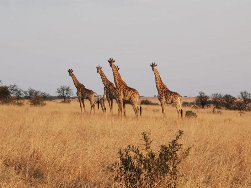 Exceptional scenery full title serviced stands on Game Farm!! - Photo 6