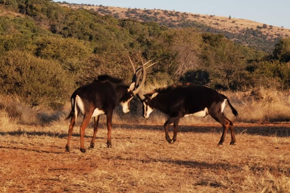 Exceptional scenery full title serviced stands on Game Farm!! - Photo 2