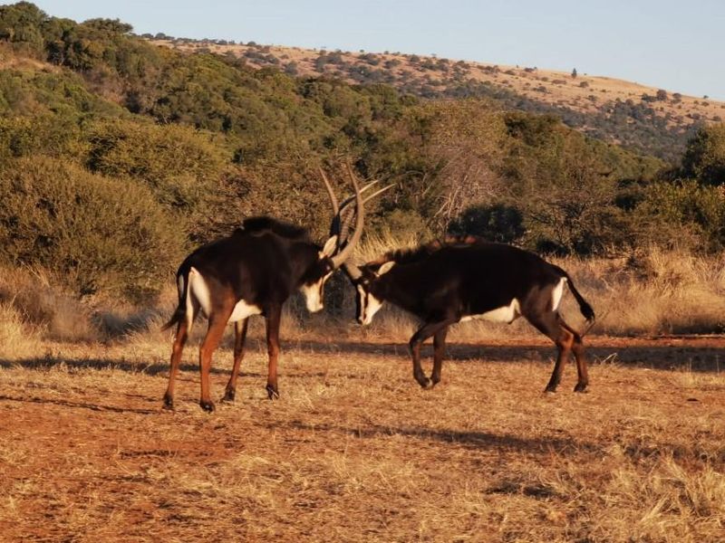 Exceptional scenery full title serviced stands on Game Farm!! - Photo 2