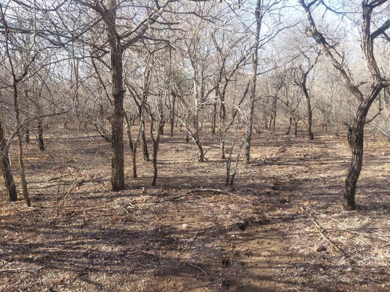 Stand for Sale in Marloth Park – Bordering Parkland - Photo 4