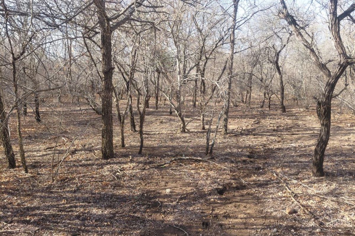 Stand for Sale in Marloth Park – Bordering Parkland - Photo 4