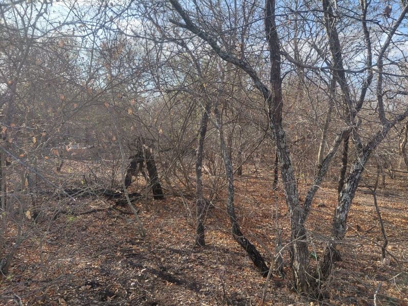 Stand for Sale in Marloth Park – Bordering Parkland - Photo 2