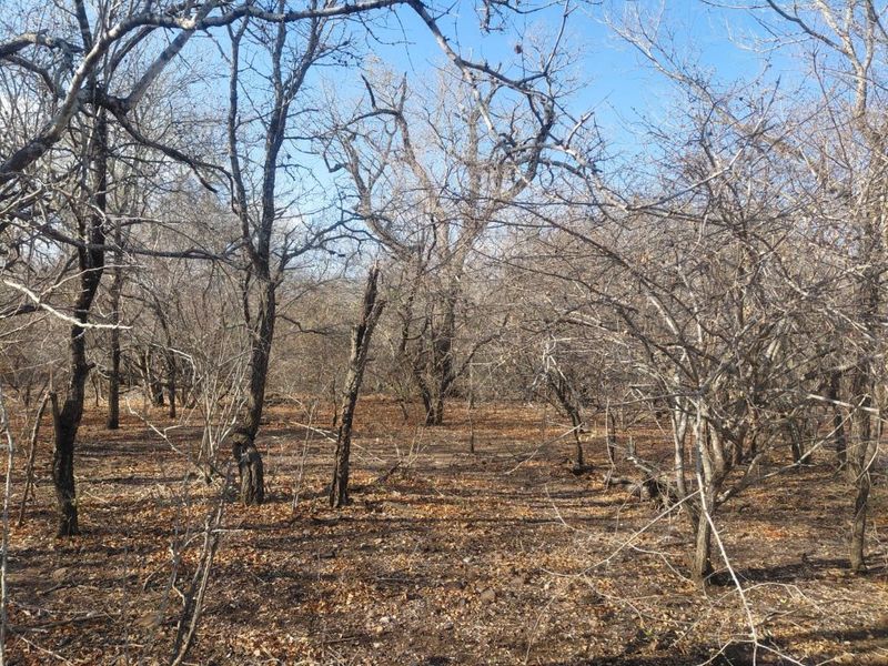 Stand for Sale in Marloth Park – Bordering Parkland - Photo 3