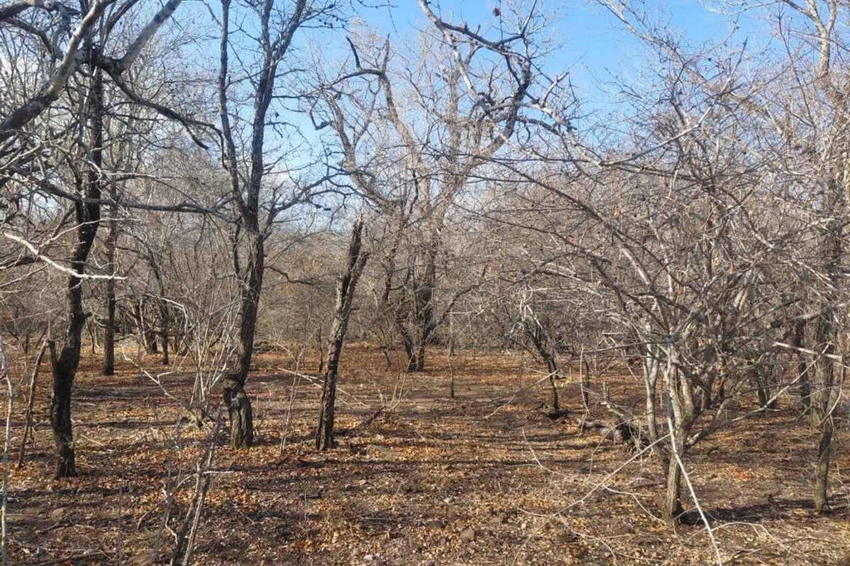 Stand for Sale in Marloth Park – Bordering Parkland - Photo 3