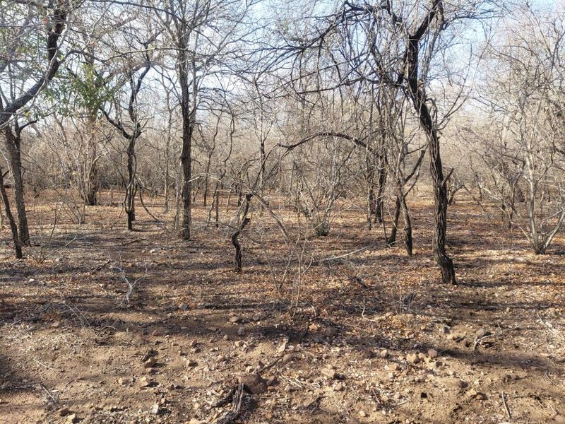 Stand for Sale in Marloth Park – Bordering Parkland - Photo 5