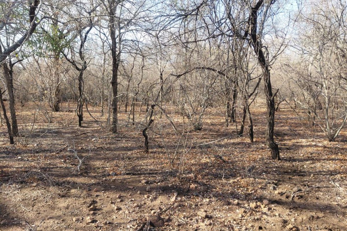 Stand for Sale in Marloth Park – Bordering Parkland - Photo 5