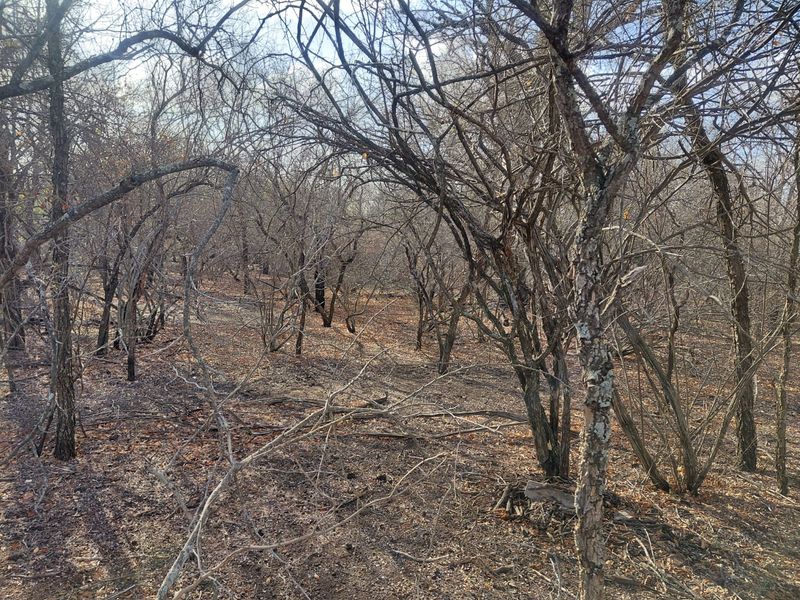 Stand for Sale in Marloth Park – Bordering Parkland - Photo 7