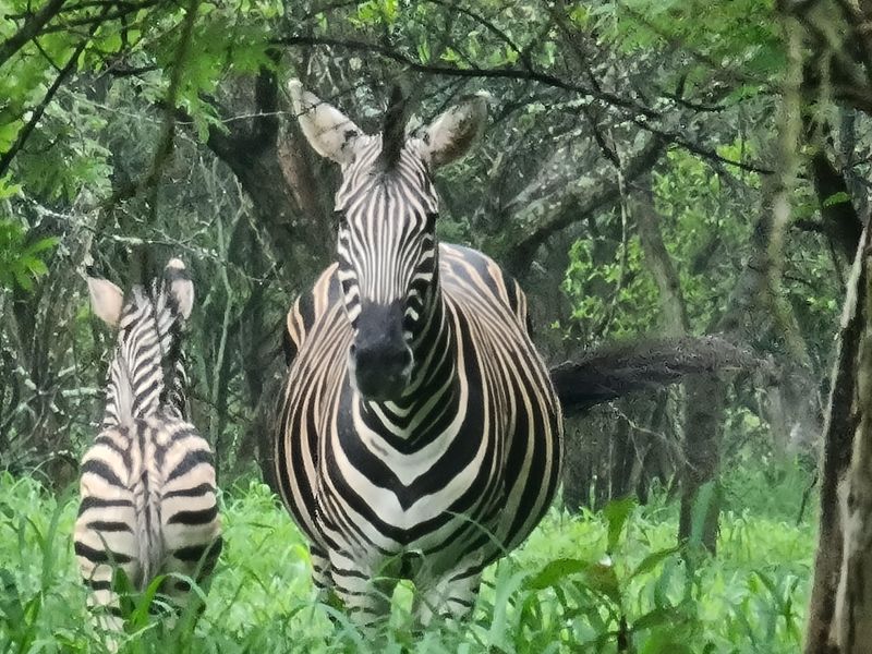 I Hectare stands From R180 000.00 For Sale in Greenstone Wildlife Estate, Barberton - Photo 7