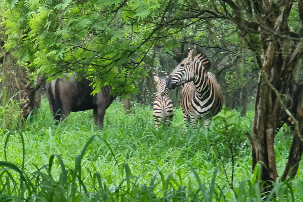 I Hectare stands From R180 000.00 For Sale in Greenstone Wildlife Estate, Barberton - Photo 5