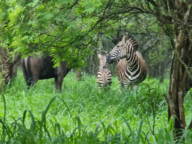 I Hectare stands From R180 000.00 For Sale in Greenstone Wildlife Estate, Barberton - Photo 5