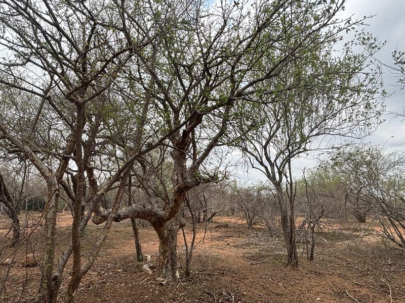 Vacant land bordering Parkland - Photo 2