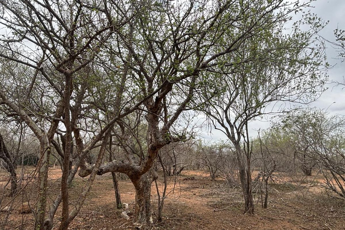 Vacant land bordering Parkland - Photo 2