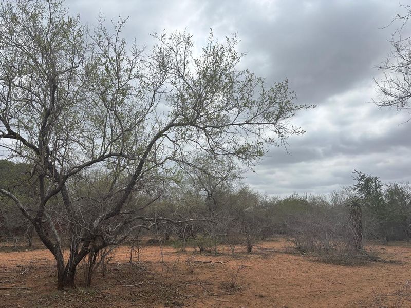 Vacant land bordering Parkland - Photo 4