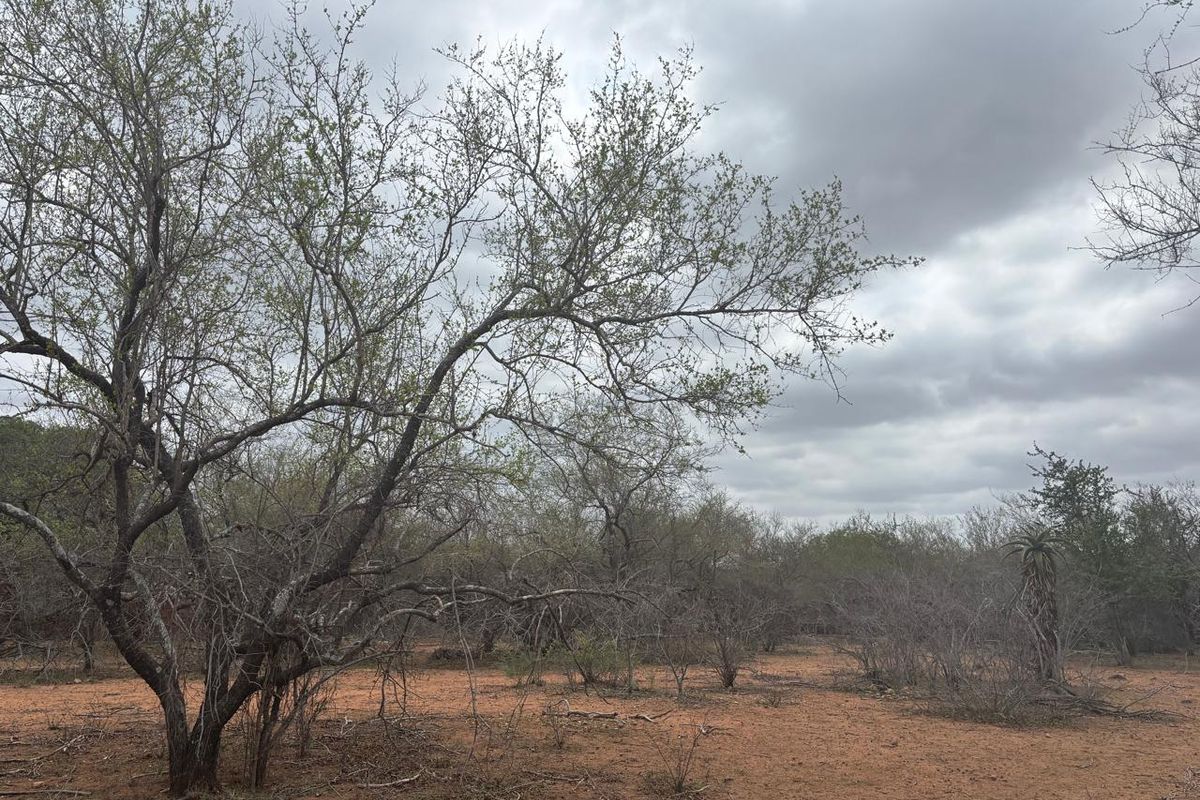 Vacant land bordering Parkland - Photo 4
