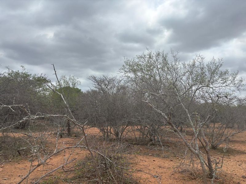 Vacant land bordering Parkland - Photo 3