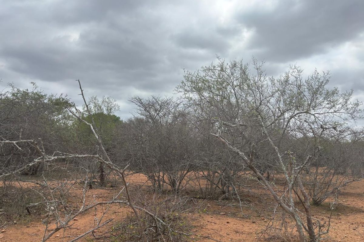 Vacant land bordering Parkland - Photo 3