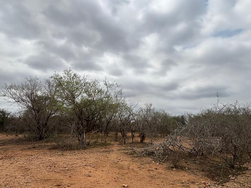 Vacant land bordering Parkland - Photo 8