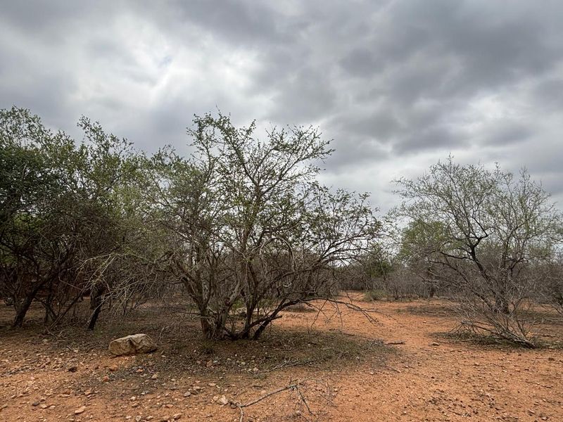 Vacant land bordering Parkland - Photo 7