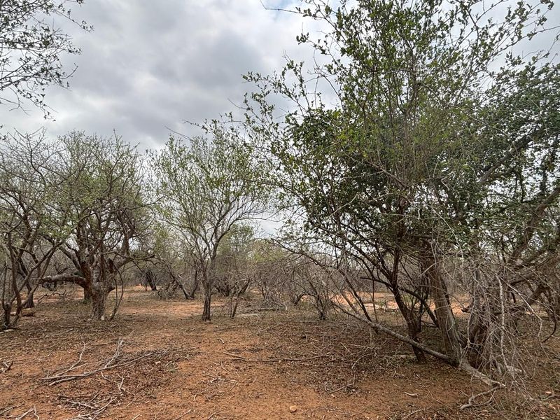 Vacant land bordering Parkland - Photo 6