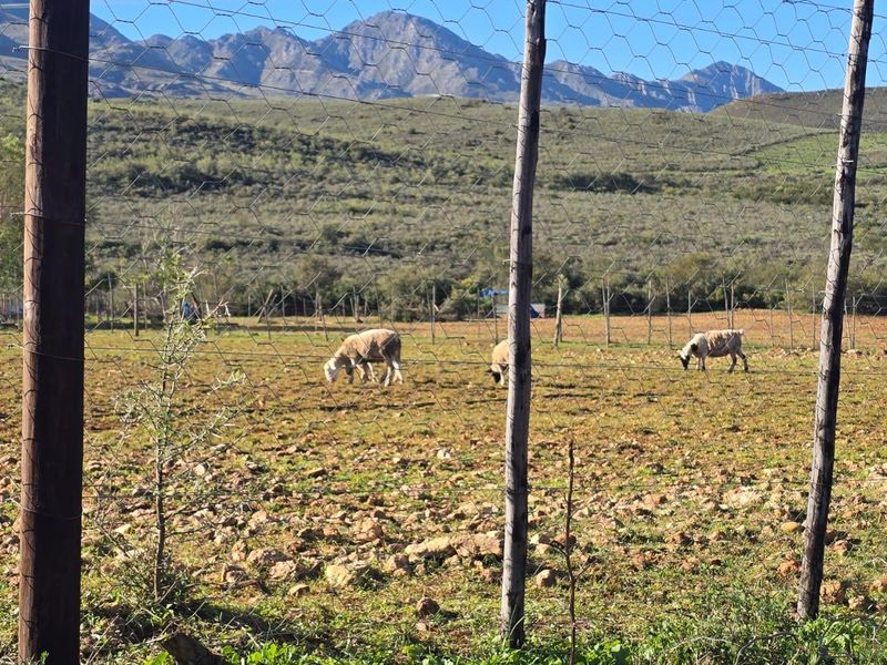 This could be Your Slice of Heaven  in the Klein Karoo - Photo 3