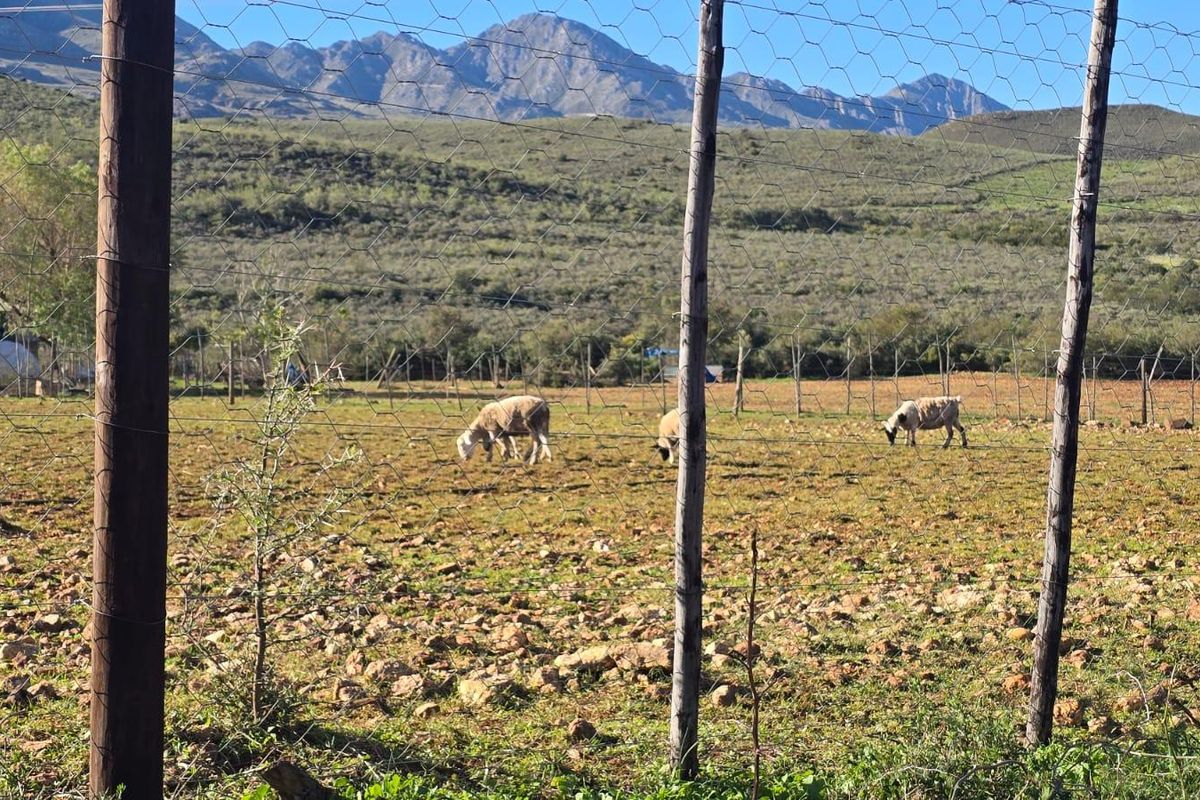 This could be Your Slice of Heaven  in the Klein Karoo - Photo 3