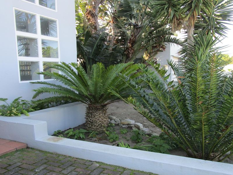 Front exterior view featuring a paved driveway, tiled entrance steps, and a concrete planter box with established cycad plants.