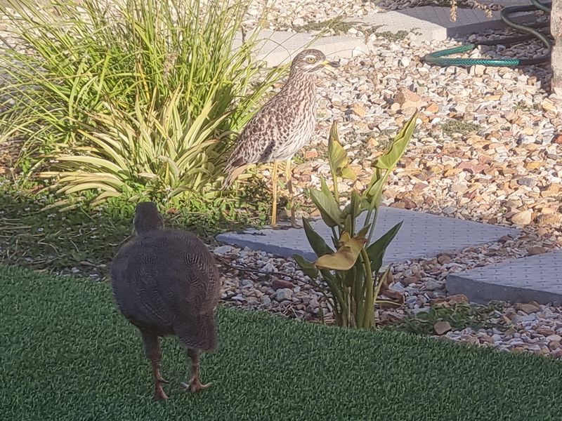 A landscaped garden area featuring artificial turf, gravel beds, and stone pavers, currently occupied by local birdlife.